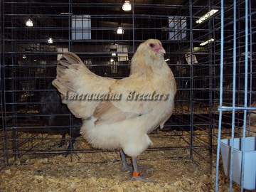 SC District 2014 BV Wheaten Pullet